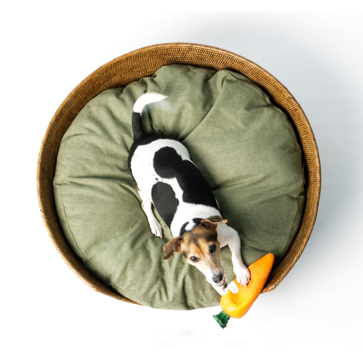 An aerial shot of a golden tan coloured round rattan dog basket on a white background with a fern green dog bed mattress inside it and a jack russell terrier dog lying on the mattress with a carrot shaped dog toy looking up at the camera.