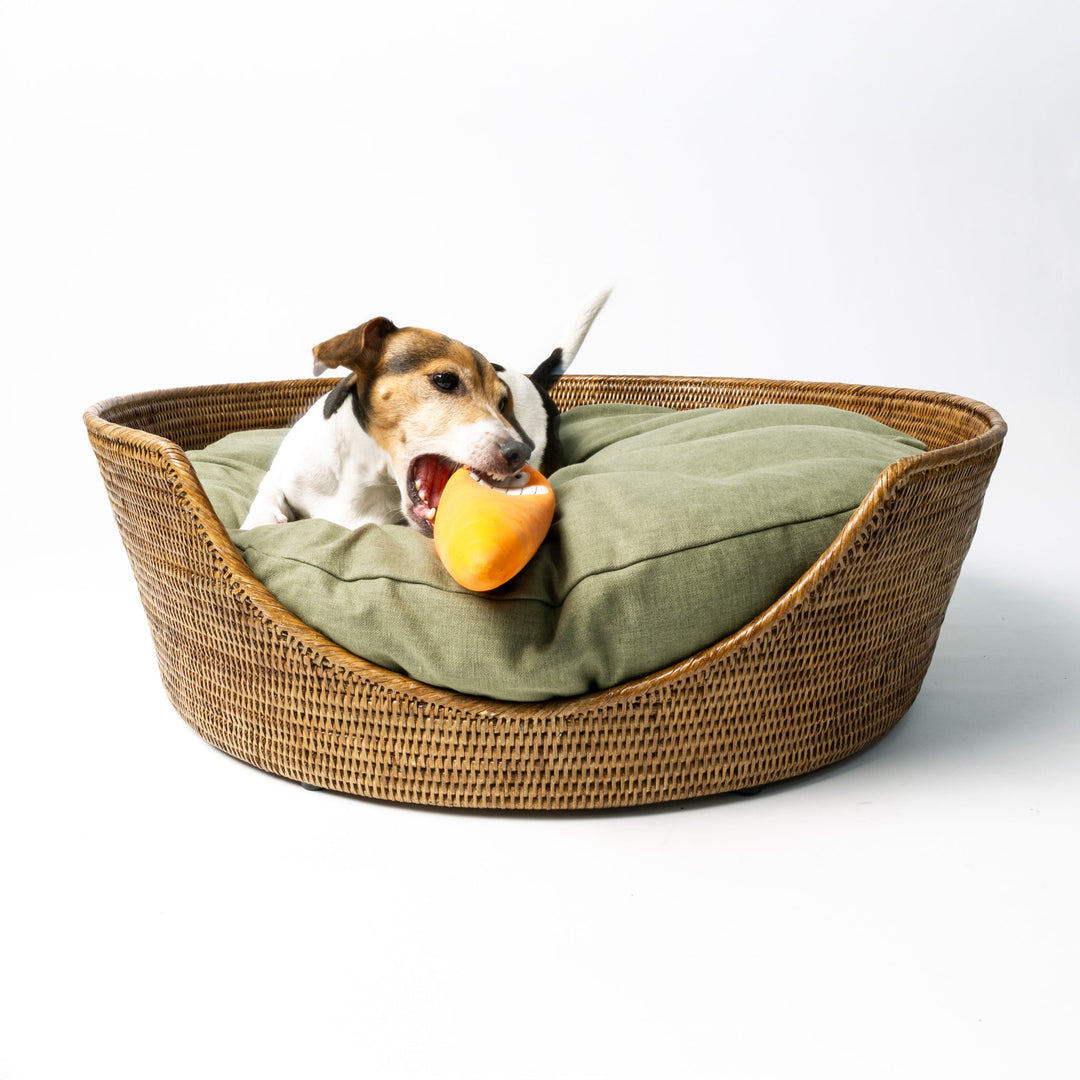 A Jack Russell Terrier dog lying in a rattan dog basket on a fern green dog bed mattress playing with an organe carrot shaped dog toy.
