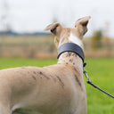 Sighthound Dog Collar for Greyhounds, Italian Greyhounds, Whippets and Lurchers