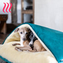 Two Italian Greyhound dogs peeking out of a luxury sleeping bag style Snuggle Dog Bed by designers Charley Chau with a teal velvet outer cover and a cream fur linining in a home setting with a blurry background.