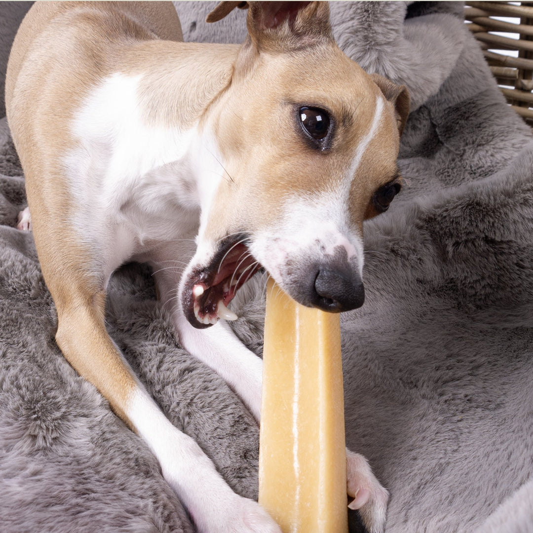 Italian Greyhound Dog chewing a Yak Chew Bar on a grey faux-fur blanket. 
