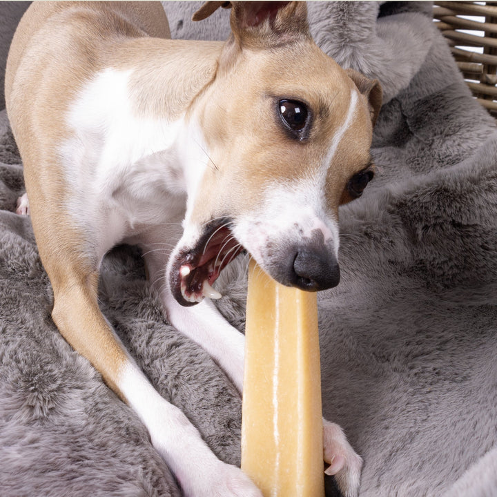 Italian Greyhound Dog chewing a Yak Chew Bar on a grey faux-fur blanket. 