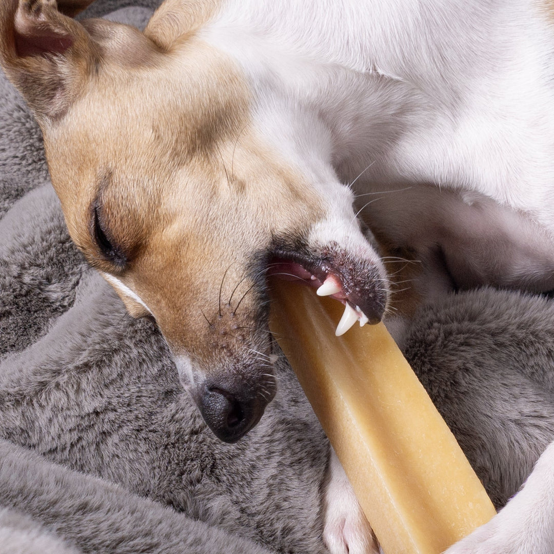 Italian Greyhound Dog chewing a Yak Chew Bar on a grey faux-fur blanket. 