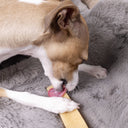 Italian Greyhound Dog licking a Yak Chew Bar on a grey faux-fur blanket. 