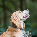 A fawn Spaniel wearing a calf leather dog collar in Mocha taken in an outdoor setting. Details of the collar's  stainless steel buckle and a matching leather dog lead can also be seen.  Handmade to order in a super soft calf leather.
