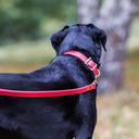 A closeup of a black Labrador wearing a calf leather dog collar in Ruby taken in an outdoor setting. Detailing the stainless steel metal hardware of the collar's buckle and is shown with a matching leather dog lead. The collar and lead are handmade to order in a super soft calf leather.