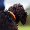 A picture of a Spaniel wearing a calf leather dog collar in Orange Peel. Shows the classic, simple styling of the calf leather collar in a brightly coloured leather. 