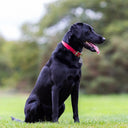 A black Labrador wearing a calf leather dog collar in Ruby taken in an outdoor setting. The collar is handmade to order in a classic style made from super soft calf leather with stainless steel metal hardware. 