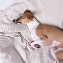 A fawn and white dog sleeping comfortably on a textured light beige cotton mini waffle throw.