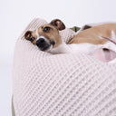A small brown and white Italian Greyhuond dog lying bery comfortably on a soft, waffle-textured cotton dog blanket in a studio setting with a white background.