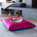 An Italian Greyhound lying on a pink and blue velvet machine washable dog bed in a front of stone fireplace with another dog in the background sleeping on a bench.