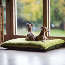 Two Italian Greyhounds lying on a green  velvet machine washable dog bed in a front of a large wood framed window.