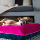 An Italian Greyhound lying on a pink and blue velvet machine washable dog bed in a front of stone fireplace.