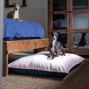 An Italian Greyhound lying on a navy blue and pale pink velvet machine washable pet bed in a room with wooden furniture with a mirror reflecting the scene.