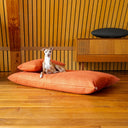 Dog lying on a comfortable orange luxury dog bed mattress with a small bolster pad cushion on top , in a home setting with wooden panelled walls and a wooden floor. 