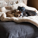 Close up of two dogs calm and content lying on a dark brown luxury dog bed mattress and fawn colour faux-fur dog blanket in a home setting with a grey ru and stone walls.