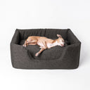 A dark brown, high-sided box-style luxury dog with an Italian Greyhound dog sleeping the bed which has a deep-filled luxury mattress on a white backdrop.