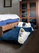 Two Italian Greyhound dogs lying in two navy blue velvet luxury dog beds with cream faux-fur lining in a bedroom setting