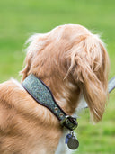 Fawn dog wearing a green harris tweed & brown leather dog collar.
