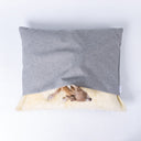 Seen from overhead a fawn Italian Greyhound peeking out of grey dog cave snuggle bed with soft cream interior on a white backdrop.