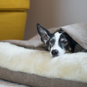 Close up of a calm black and white dog lying covered up inside a dog snuggle bed, a cave bed style dog bed, in a beige woven upholstery fabric, in a contemporary home setting.