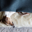 A small brown and white dog sleeping soundly in a luxury dog snuggle bed, a cave bed style dog bed, with a blue woven wool texture outer cover and plush cream faux-fur fleece lining.