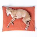 Seen from above, a dog sleeping very comfortably on an orange luxury travel bed mattresson a white backdrop.
