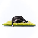 Black Italian Greyhound dog curled up on a slimline velvet travel dog bed mattress in contrasting  green leaf and lime with a leaf piped edge on a white backdrop.