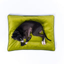 Black Italian Greyhound dog lying on a a velvet travel dog bed mattress in a lime green with contrasting dark green piped edge seen from overhead on white backdrop.