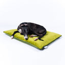 Black Italian Greyhound dog lying on a a velvety soft Velour travel pad for dogs in contrasting lime and leaf greens with a dark green piped edge on a white backdrop.