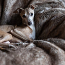 A closeup of an Italian Greyhound settled and calm on a cosy machine washable Foxy Faux Fur Blanket.