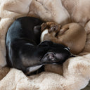 Two dogs curled up cosy and sleeping on a luxurious Faux-Fur Dog Blanket in Golden Fawn.