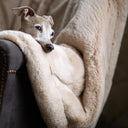 Dog looking very comfortable and calm,  resting its chin on the arm of a chair draped with a plush, cosy Faux-Fur Dog Blanket in Golden Fawn.