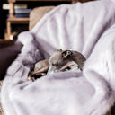 Picture of an Italian Greyhound settled and cosy on top of a pale purple Lilac Rabbit Faux Fur Dog Blanket taken in a home setting.