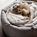 Picture of an Italian Greyhound curled asleep on top of a cosy faux fur dog blanket. The Oatmeal blanket has neutral beige tones and is placed inside a deep sided donut style dog bed.