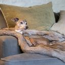 Another picture of an Italian Greyhound cosy and settled on an fully machine washable Oatmeal faux fur dog blanket.
