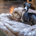 Close up an a black and white Italian Greyhound settled and cosy on a neutral toned Oatmeal faux fur dog blanket.