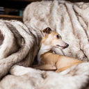 Picture of an Italian Greyhound settled on an Oatmeal faux fur dog blanket. The Oatmeal blanket has warm neutral tones.