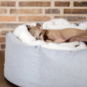 An Italian Greyhound fast asleep lying on a fluffy cream faux fur dog blanket in Polar Bear placed inside a high sided donut style bed with a brick wall in the background.