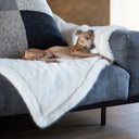 Picture of a pale cream faux fur dog blanket in Polar Bear with a sleeping Italian Greyhound settled and sleeping on top of it taken in a contemporary interior.