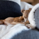 Closeup of an Italian Greyhound asleep on top of a pale creamy faux fur dog blanket in Polar Bear.