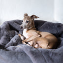 Italian Greyhound dog cosy lying on a luxury faux-fur dog blanket in a grey blue colour called Russian Blue.