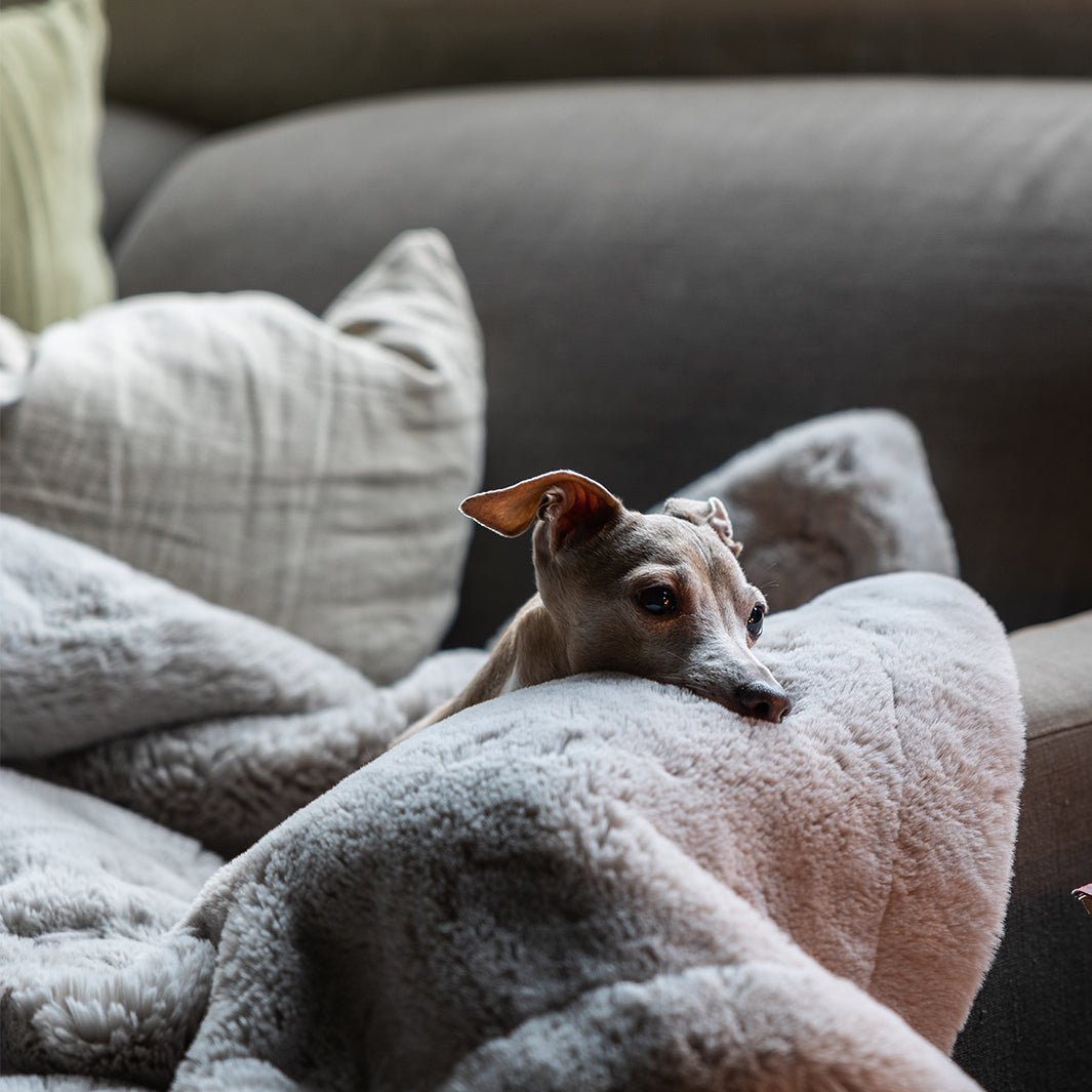 sherpa fleece blanket charley chau blanket