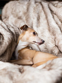 Italian Greyhound dog sitting on a luxurious Faux-fur blanket in beige tones.