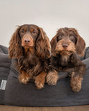 Two brown dogs sitting on a gray donut  dog bed against a plain background