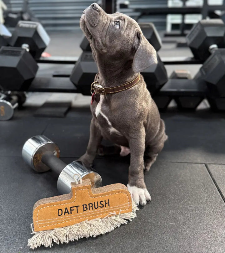 Dog sitting next to a 'DAFT BRUSH' with gym equipment in the background.