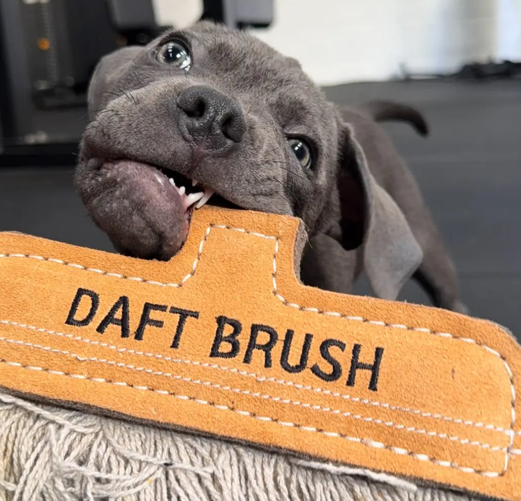 Dog playing with a 'DAFT BRUSH' toy
