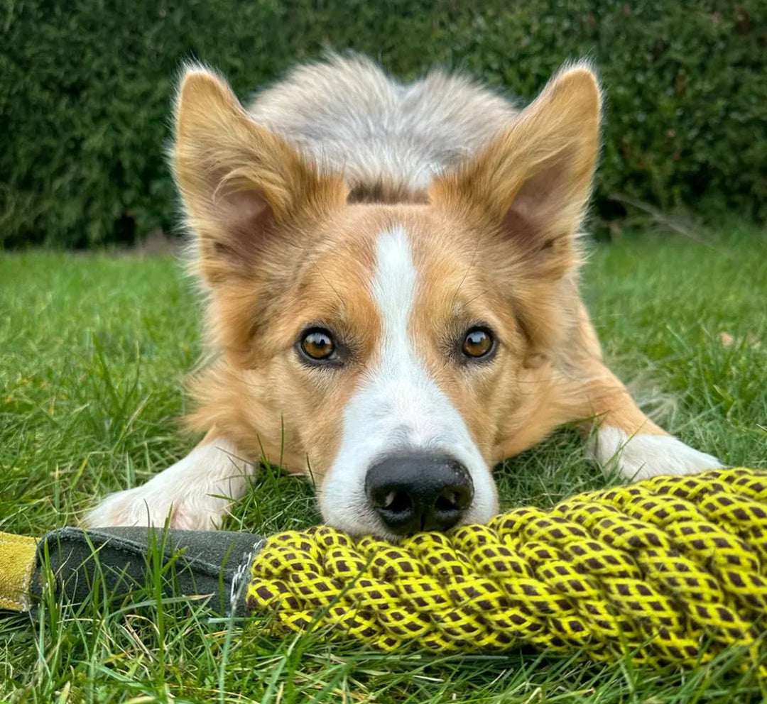 Dog lying on grass with the yellow duck rope toy.