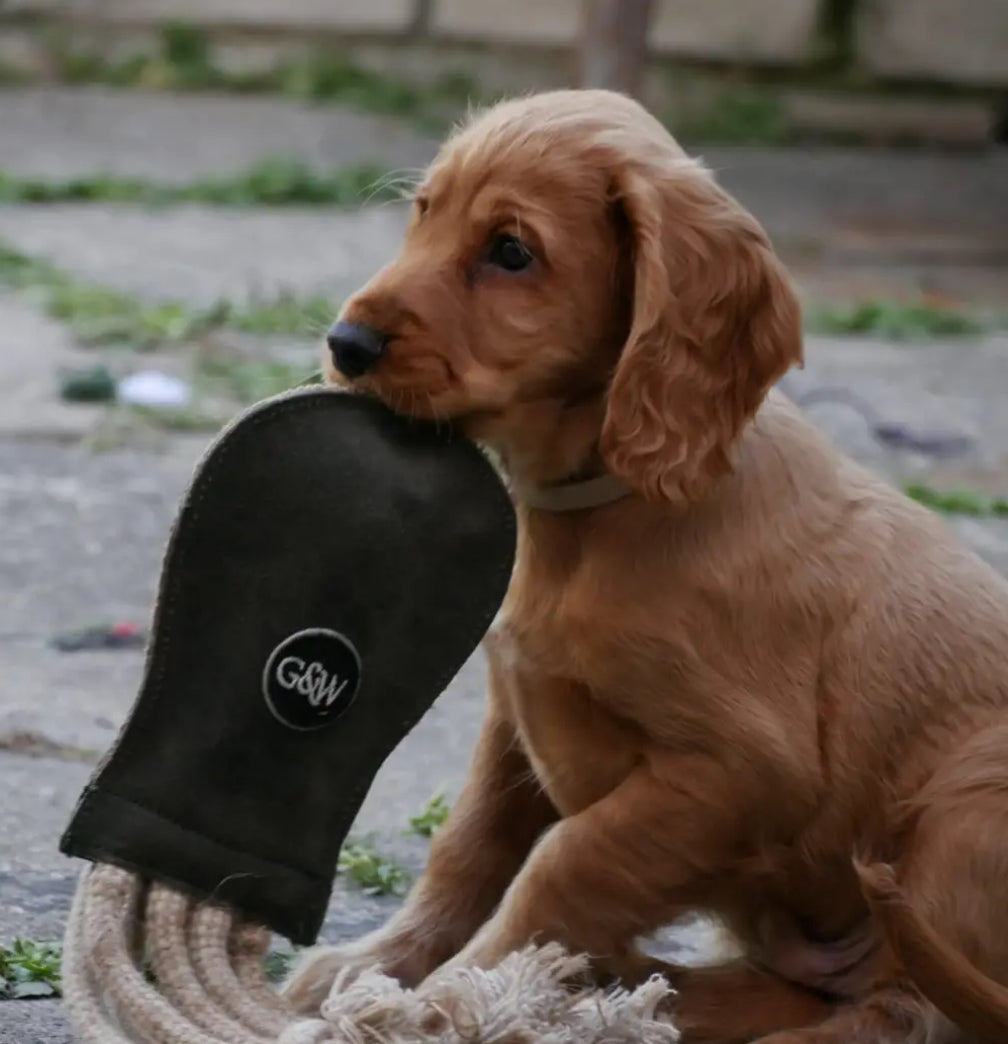 Puppy playing with the octopus on a  floor outdoors.