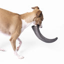 A dog carrying a large black buffalo horn long-lasting dog chew and boredom buster on a white backdrop.